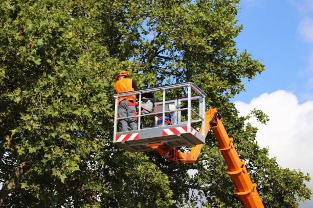 How Our Tree Care Process Works  in Adrian, MO